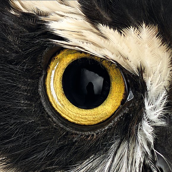 Foto Auge eines Brillenkauzes