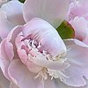 Foto: Blüte einer zartrosa Pfingstrose