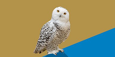 Schneeeule vor gold-blauem Hintergrund