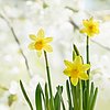 Foto: weiße Frühlingsblüten und gelbe Narzissen 