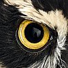 Foto Auge eines Brillenkauzes