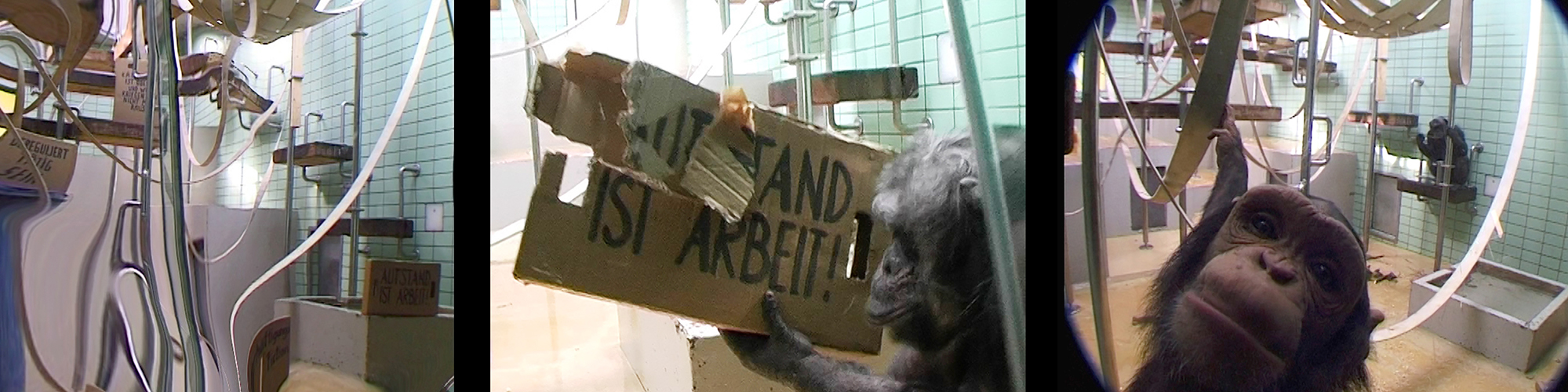 drei Videostills zum Thema "Tier und Protest"