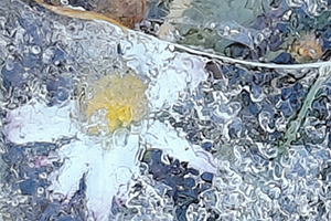 Gemalte Blume auf abstraktem Hintergrund
