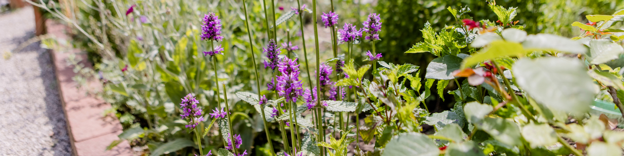 Blühender Lavendel in einem Beet