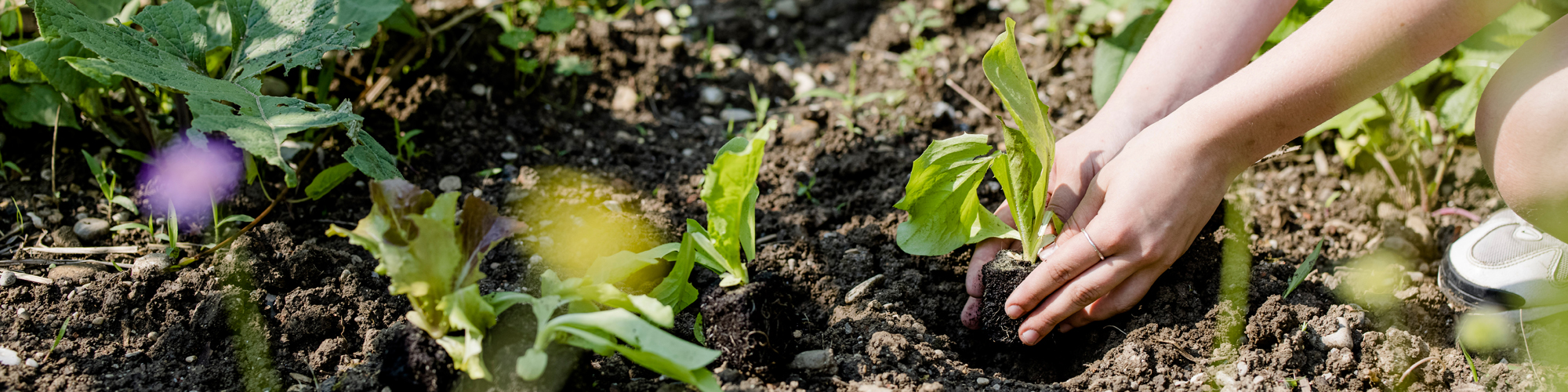  Teilnehmende pflanzt  Setzling in die Erde