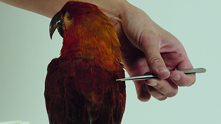 Filmstill aus "Archiv der Zukunft": eine menschliche Hand hält einen metallenen Klienen Stift und zeigt auf einen ausgestopften Wildvogel