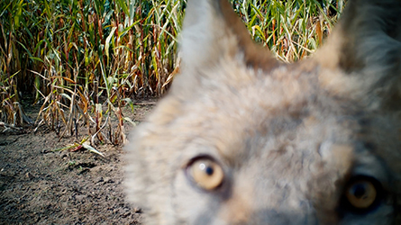 Filmstill aus "Im Land der Wölfe": Nahansicht eines Teils eines Wolfkopfet