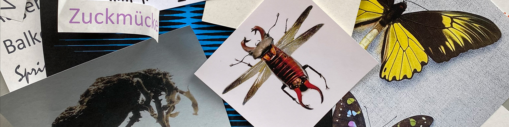 Collage mit Käfer, Schmetterling und Textschnipseln