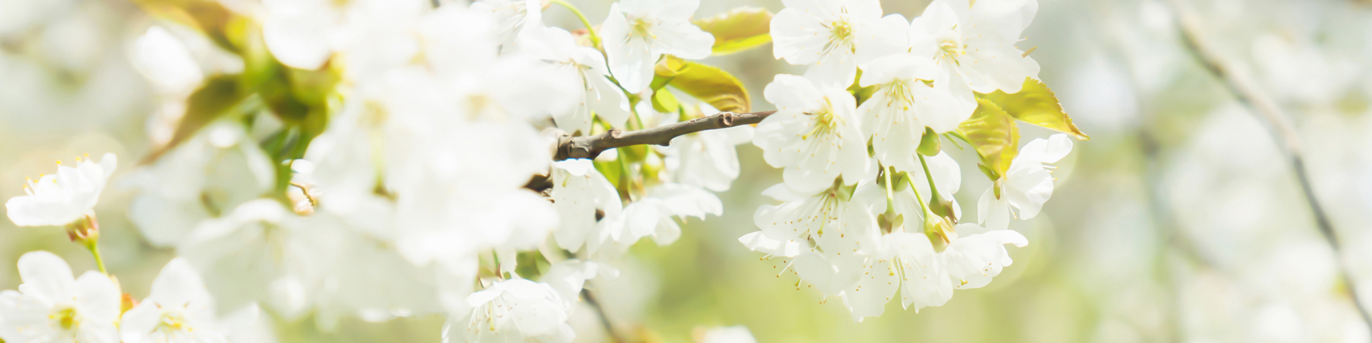 Foto: weiße Frühlingsblüten