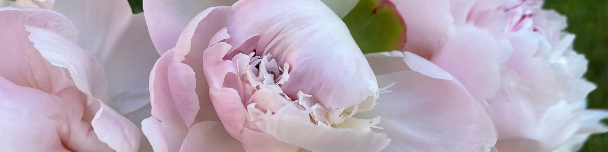 Foto: Blüten einer zartrosa Pfingstrose