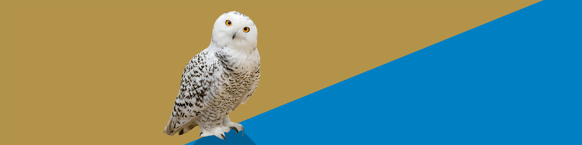 Schneeeule vor gold-blauem Hintergrund
