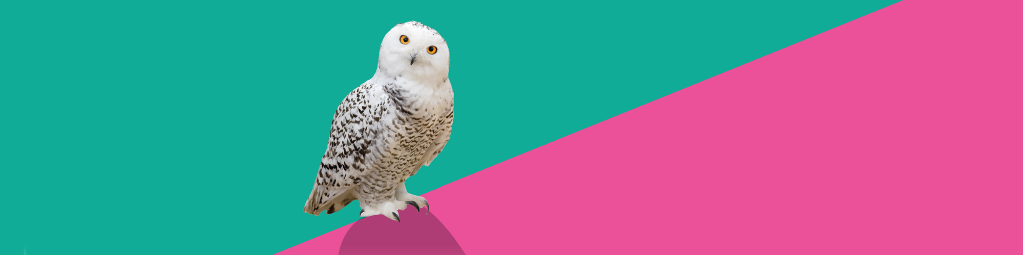 Bild Schneeeule vor pink-grünem Hintergrund